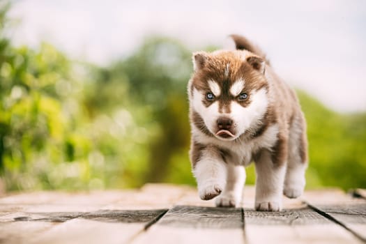 Four-week-old Husky Puppy Of White-brown Color Standing On Wooden Ground
