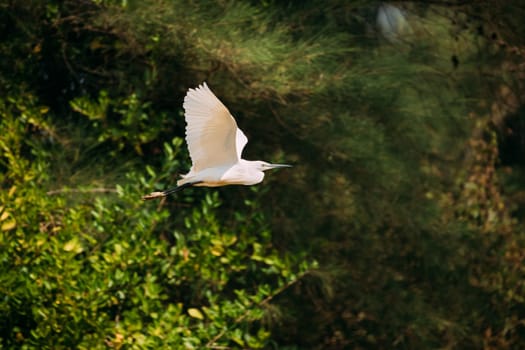 Goa, India. White Little Egret Flying On Background Greenery.