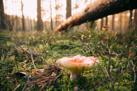 Russula Mushroom Growing Among Fallen Tree Pine In Autumn Forest.