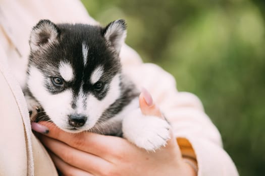 Four-week-old Husky Puppy Of White-gray-black Color Sitting In Hands Of Owner.