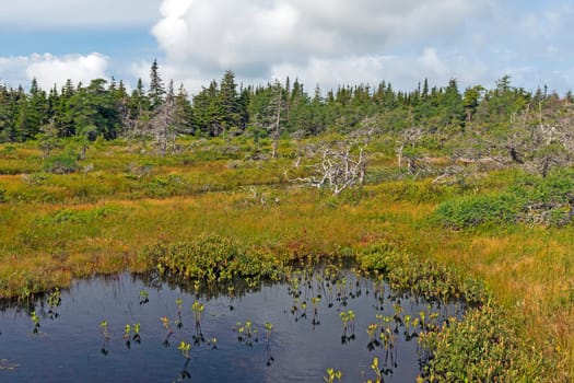 A Highland Plateau Bog in the Sun in Cape Breton Highlands National Park in Nova Scotia