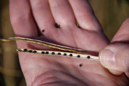 Close-up of an opened rape fruit stand in one hand. The seed can be seen. Rapeseed is an energy crop and a useful crop.... Rapeseed oil,an edible oil,is produced from the plant.