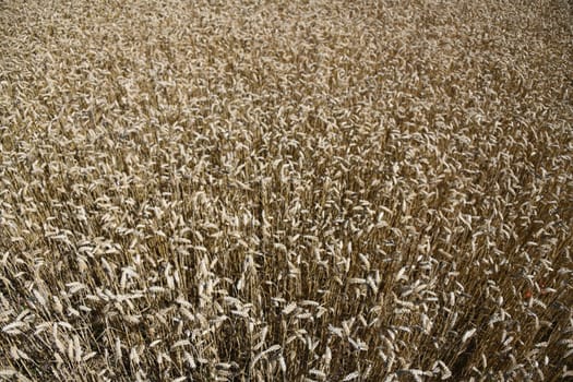Wheat cereals make a major contribution to feeding the world's population. Wheat is a staple food. The world's largest growing areas are in Ukraine,Europe.