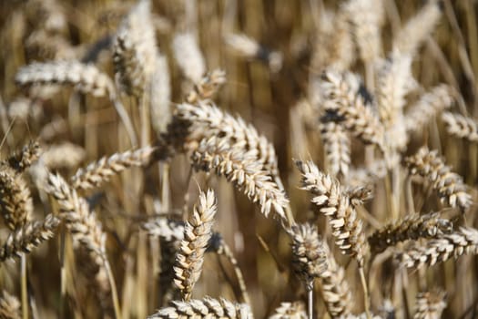 Close-up of an ear of wheat. Wheat cereals make a major contribution to feeding the world's population. Wheat is a staple food. The largest cultivation areas are in Ukraine,europe.