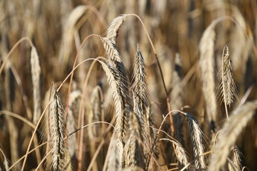 Close-up of an ear of barley. Barley grain makes a major contribution to feeding the world's population. Barley is a staple food. The largest cultivation areas are in Ukraine.