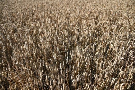 Barley cereals make a major contribution to feeding the world's population. Barley is a staple food. The world's largest growing areas are in Ukraine,Europe.