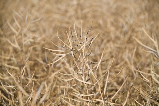 Close-up of a rapeseed fruit stand. A ripe rape field shortly before harvest. Rapeseed is an energy crop and a useful plant. Rapeseed oil,an edible oil,is produced from the plant.