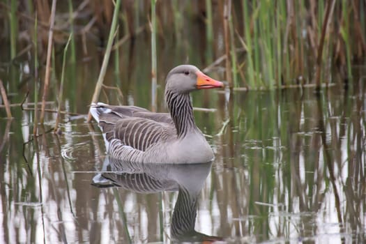 A gray goose swims on a pond in a village.