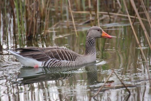 A gray goose swims on a pond in a village.