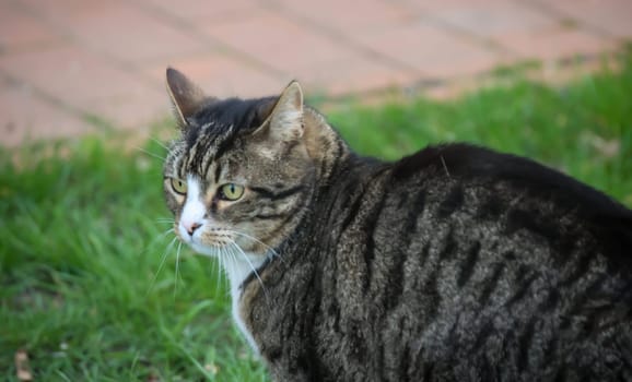 Portrait of a village cat running around freely.