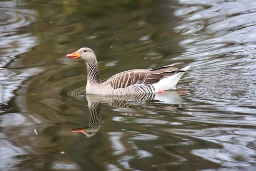 A gray goose swims on a pond in a village.