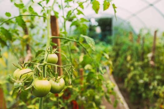 Bush Of Tomatoes Vegetables Growing In Raised Beds In Vegetable Garden Or Hothouse Or Greenhouse.