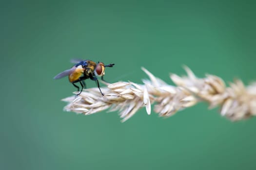 A fly sits on a plant. Close up of a fly.