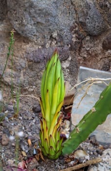 The flower, bud of the dragon fruit, cactus of the dragon fruit.