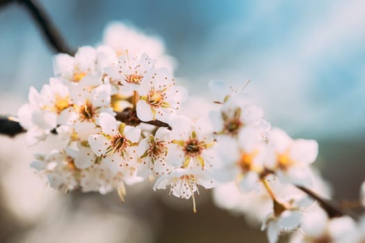 White Young Spring Flowers Of Prunus subg. Cerasus Growing In Branch Of Tree