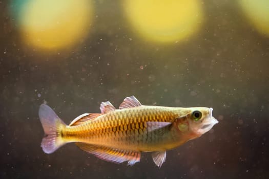 Close up of a fish in an aquarium.