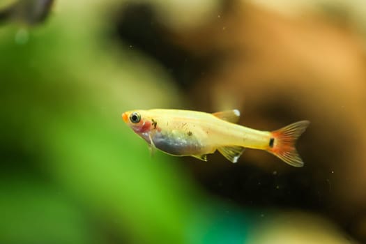 Close up of a fish in an aquarium.