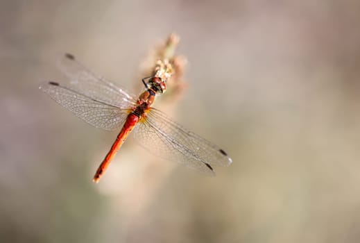 A Blood Red Darter, Symetrum sanguineum on a grass plant.