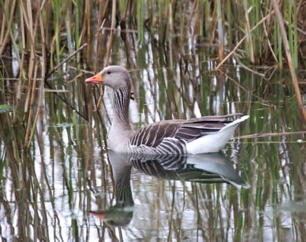 A gray goose swims on a pond in a village.