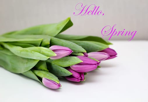Close up of bouquet with beautiful tulips for spring. Hello Spring.