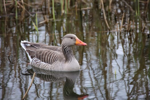 A gray goose swims on a pond in a village.