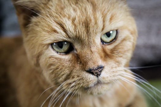 Portrait of a village cat running around freely.