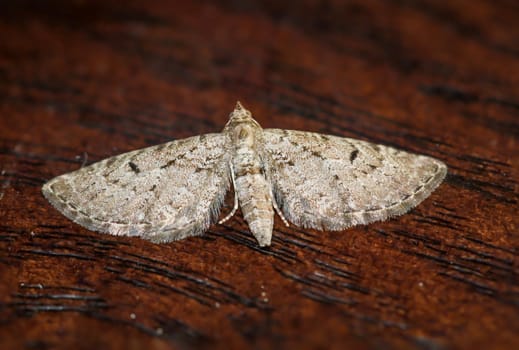 The great juniper flower moth (Eupithecia intricata) on a board.