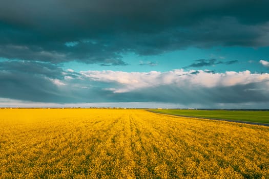 Aerial View Of Agricultural Landscape With Flowering Blooming Oilseed Field. Spring Season. Blossom Canola Yellow Flowers. Rainy Clouds Above Beautiful Rural Country Landscape.