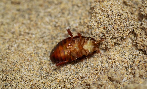 Close up of cockroach-like insect in sand.