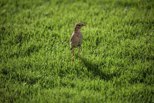 Portrait of a Canary Pipit, Anthus berthelotii, a songbird of stilts and peepers.