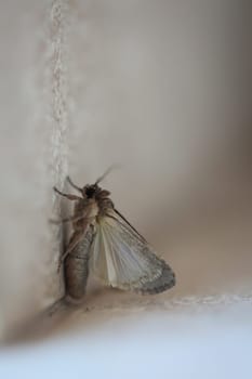 A butterfly on a house wall. They are found on Fuerteventura.