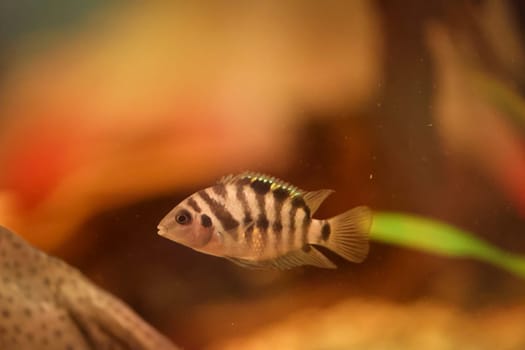 Close up of a fish in an aquarium.
