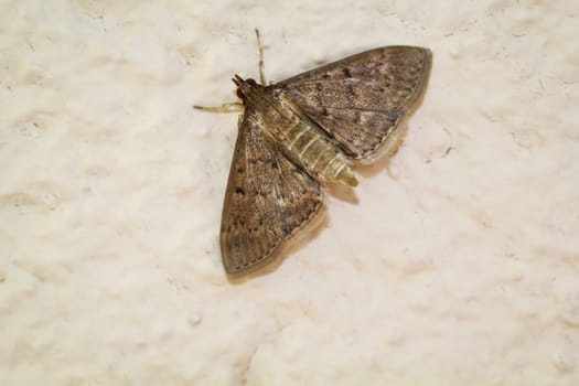 A southeastern red cube bullhead butterfly on a wall.
