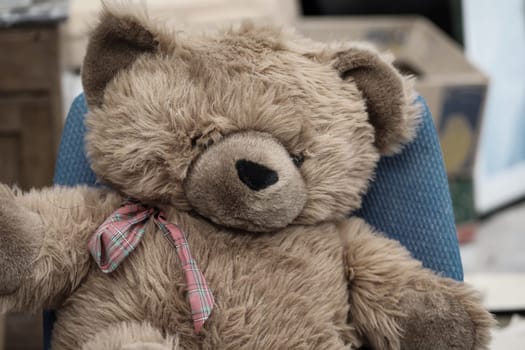 The dream of every child a real teddy bear.