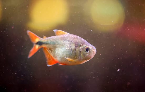 Close up of a fish in an aquarium.
