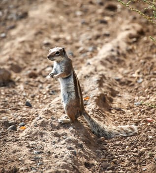 An old squirrel on the island of Fuerteventura.