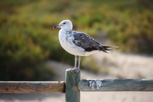 Portrait of seagulls at the sea, on the Atlantic Ocean.