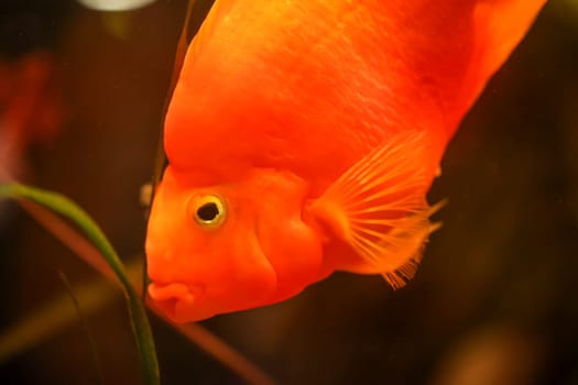 Close up of a fish in an aquarium.