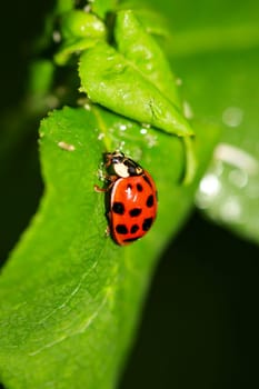 A bright red shining ladybug on a tree.