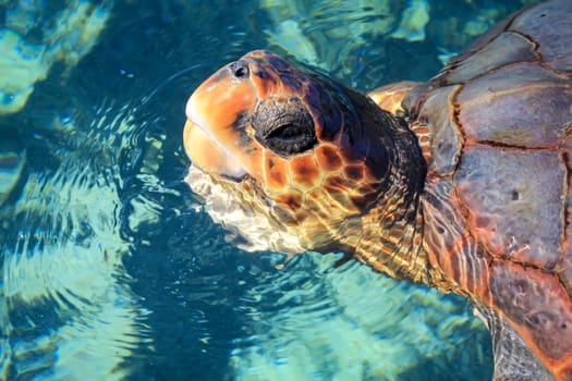 A picture of a protected sea turtle in the water. These turtles need worldwide protection and their habitats.