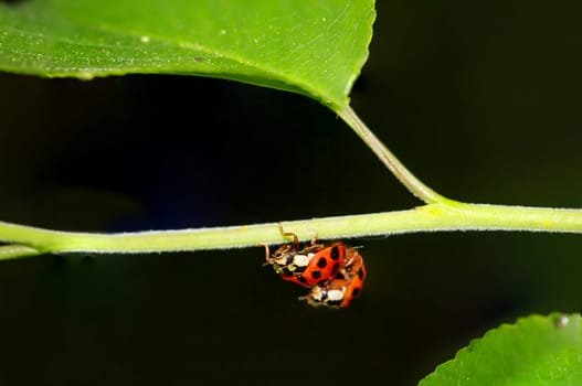 Two ladybugs sitting on a plant while mating.