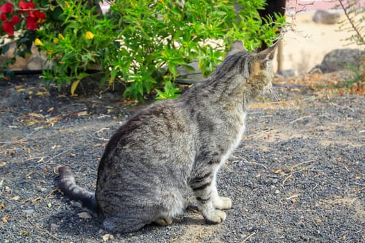 Portrait of a village cat running around freely.