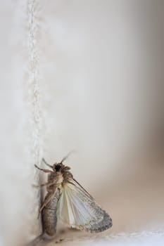 A butterfly on a house wall. They are found on Fuerteventura.