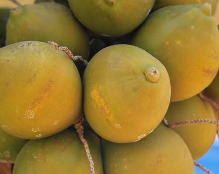 Still green unripe coconuts on a palm tree.