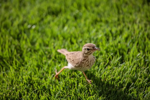 Portrait of a Canary Pipit, Anthus berthelotii, a songbird of stilts and peepers.