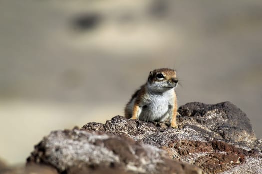 An old squirrel on the island of Fuerteventura.