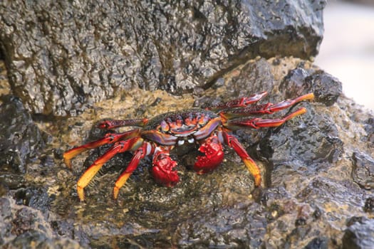 A red cliff crab or red rock crab on a rock by the sea.