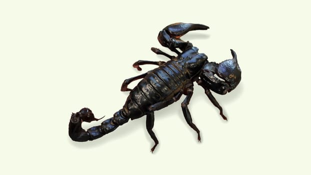 A close-up of a harmless Thailand scorpion.
