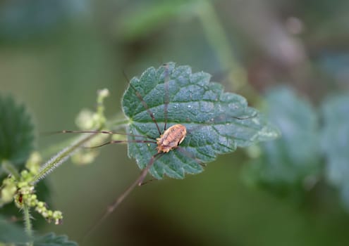 A weavers tick on a leaf. Weaver tick belongs to the genus Phalangium.