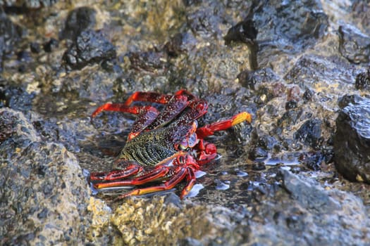 A red cliff crab or red rock crab on a rock by the sea.